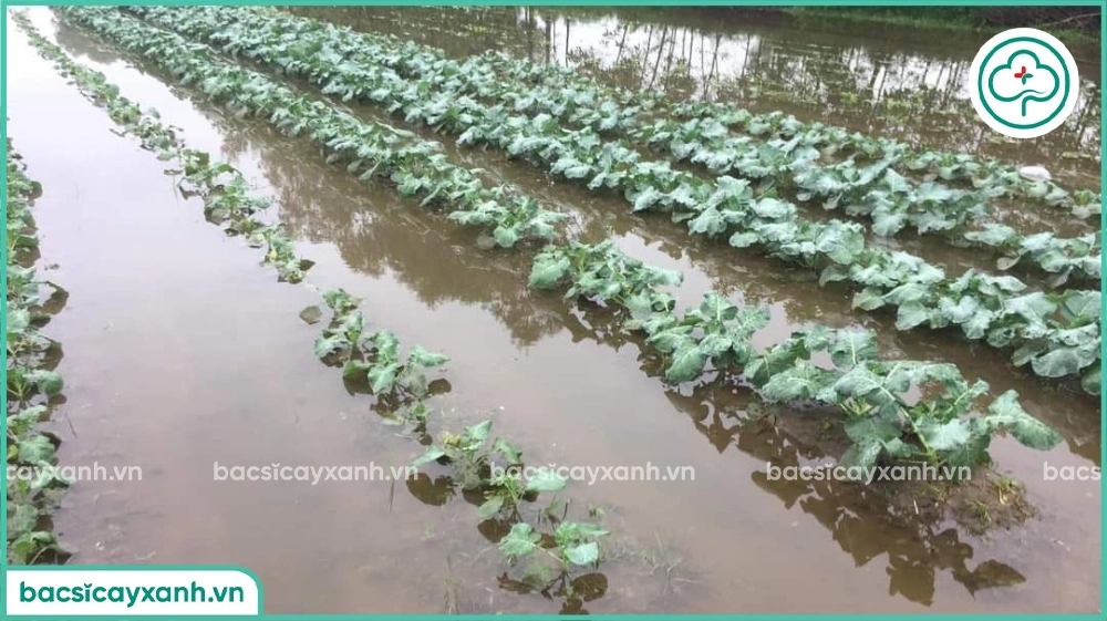 Xử lý vườn sau khi nước rút